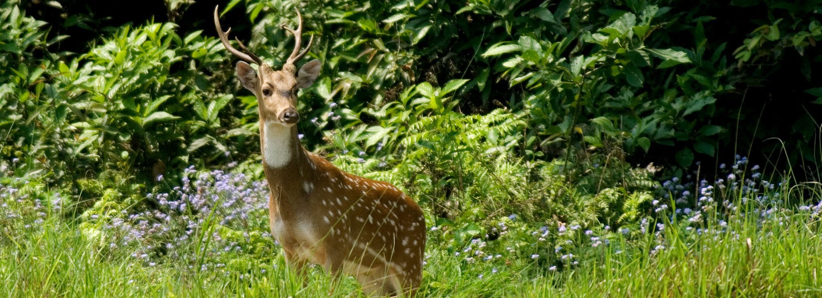 Chitwan Jungle Tour