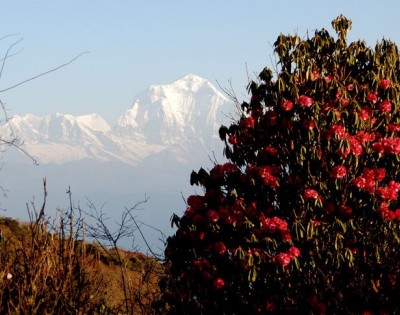 Ghorepani Poonhill Trek