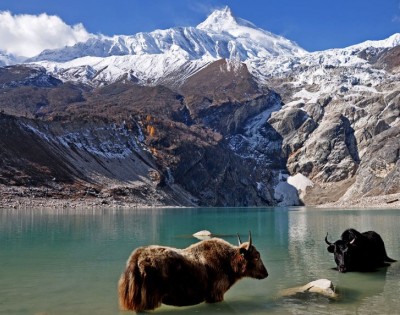 Manaslu Base Camp